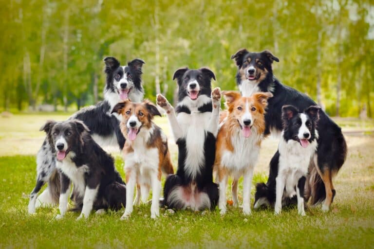 Border Collie Growth & Weight Chart Guide)
