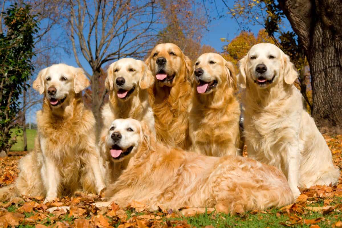 Golden Retriever Growth Chart (Size & Weight Chart) Happy Dog Breeds