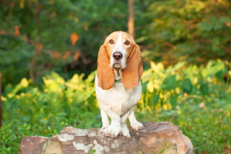 European vs. American Basset Hound What's the Difference?