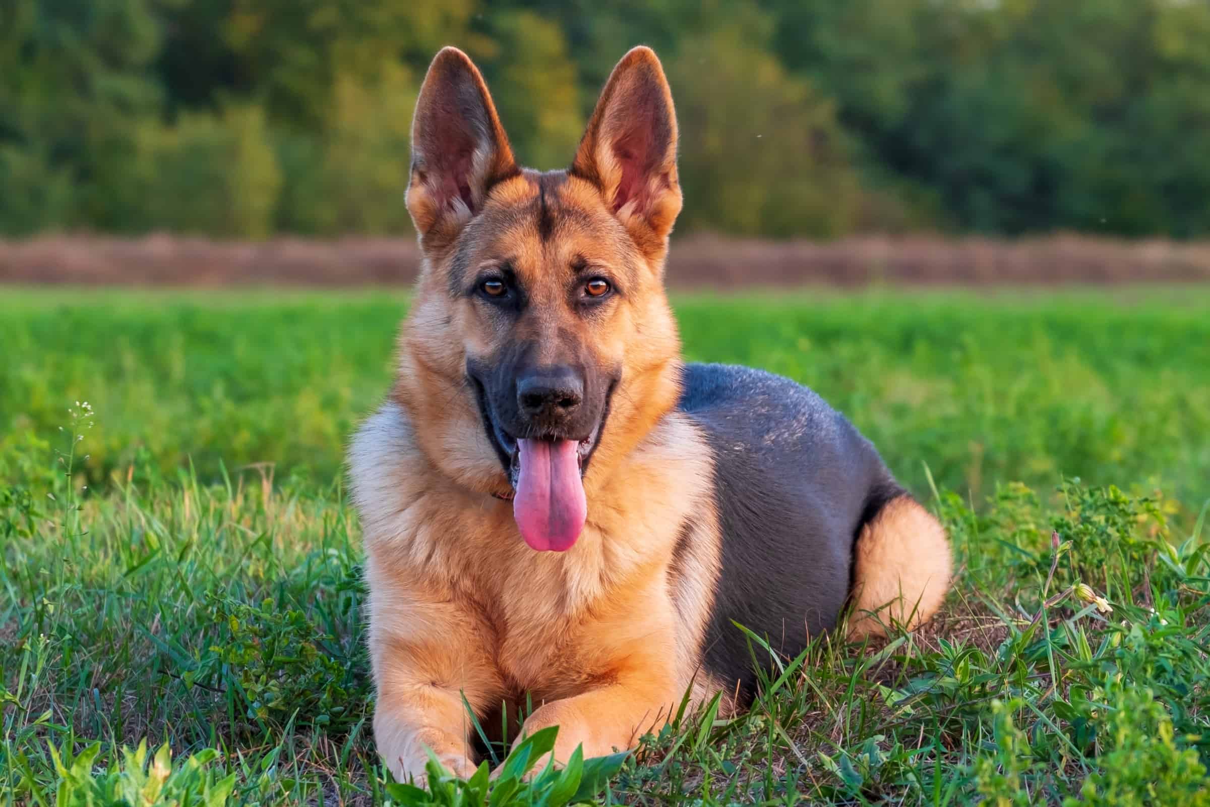 American vs. European German Shepherds What’s the Difference?