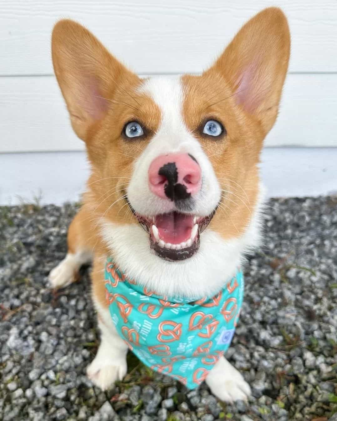 Auggie Dog Mixed Breed Info, Pictures, Personality & Facts