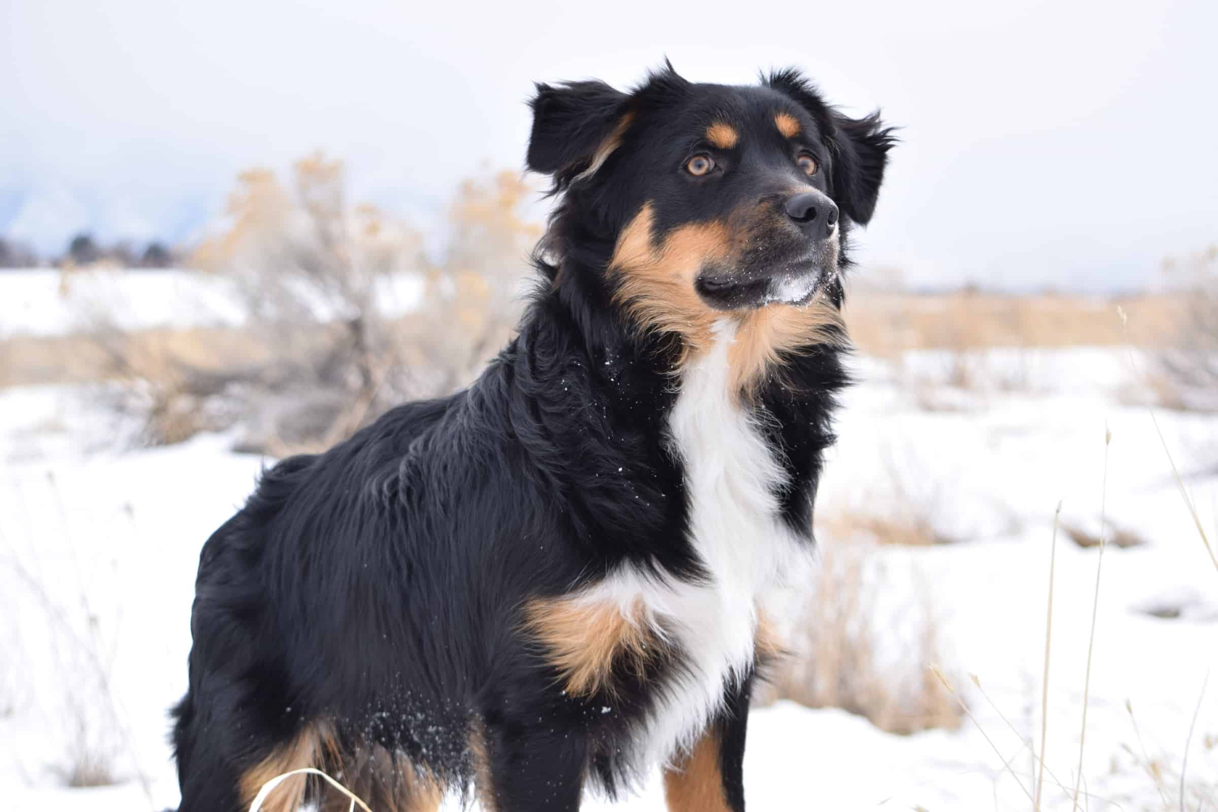 Australian Shepherd Border Collie Mix: Info, Pictures & Facts