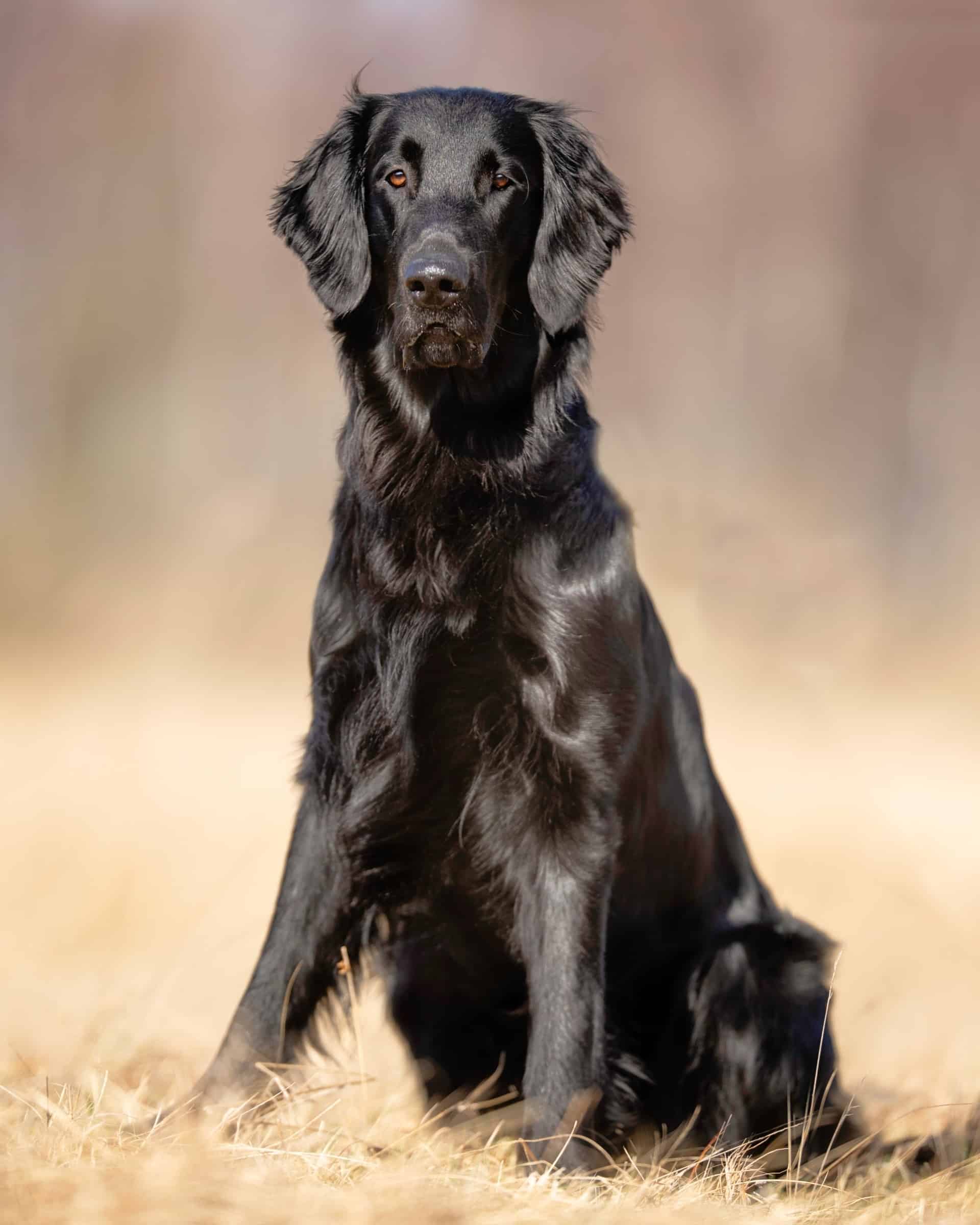 Black Golden Retriever Facts, Appearance & More