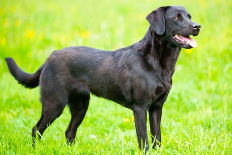 Black Golden Retriever Facts, Appearance & More