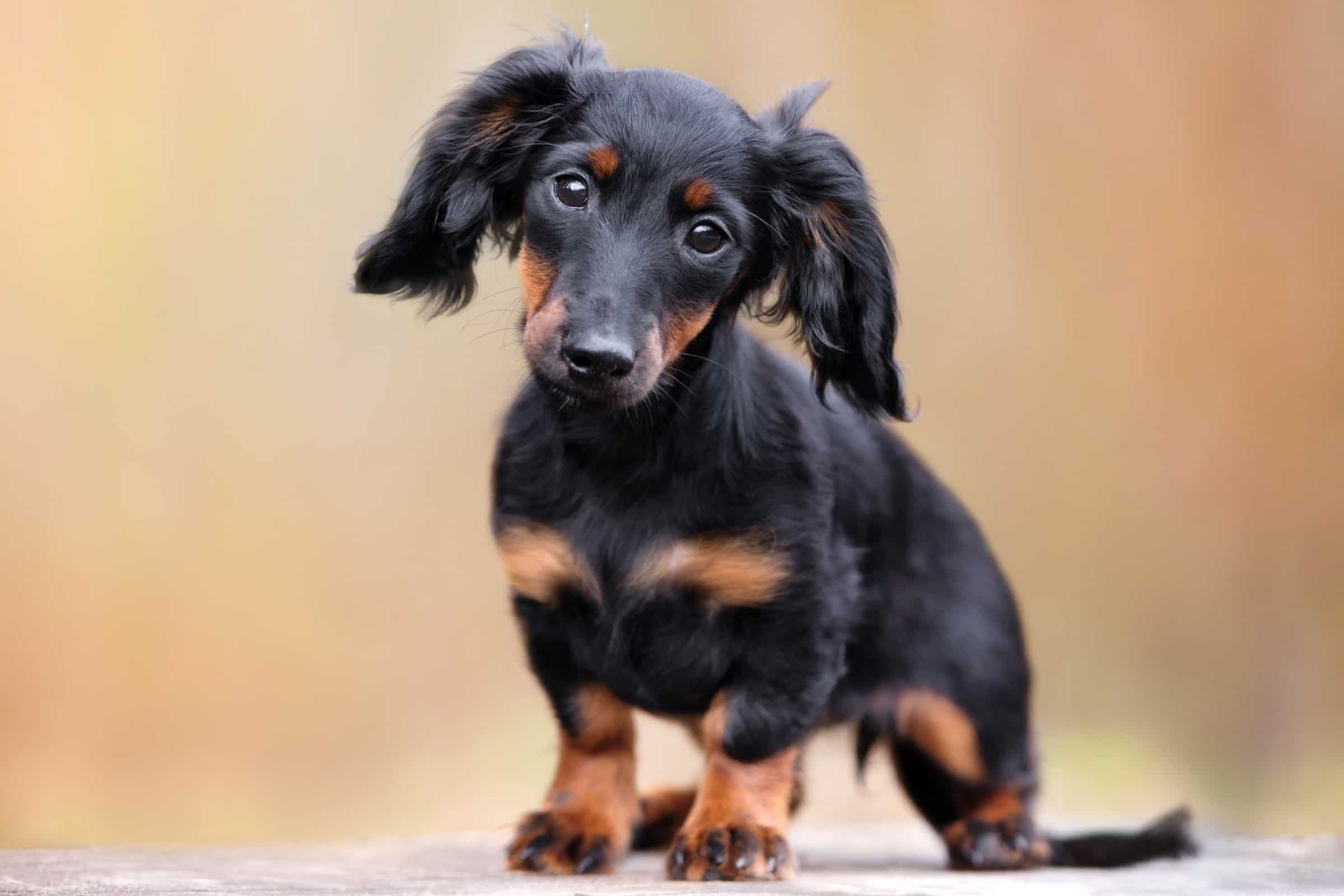 Mini Dachshund Breed Info Pictures Traits Care Guide Mini Dachshund Breed Info Pictures Traits Care Guide