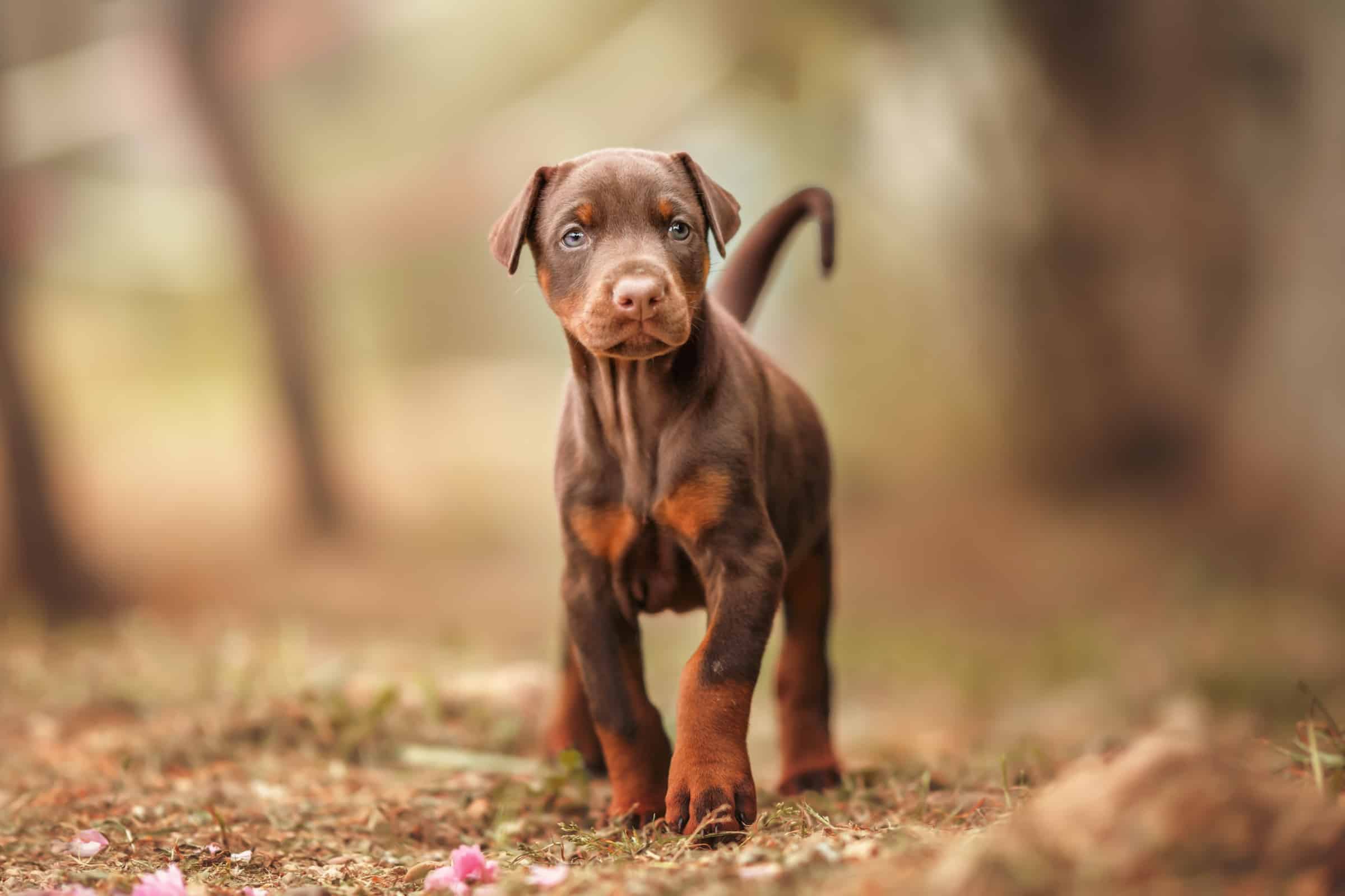 Brown Doberman Breed Info, Pictures, & Facts