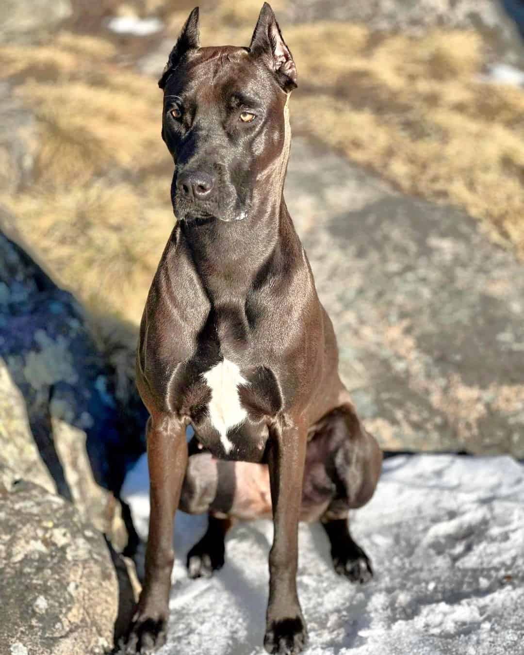 Canis Panther | Breed Information, Facts, History & Pictures