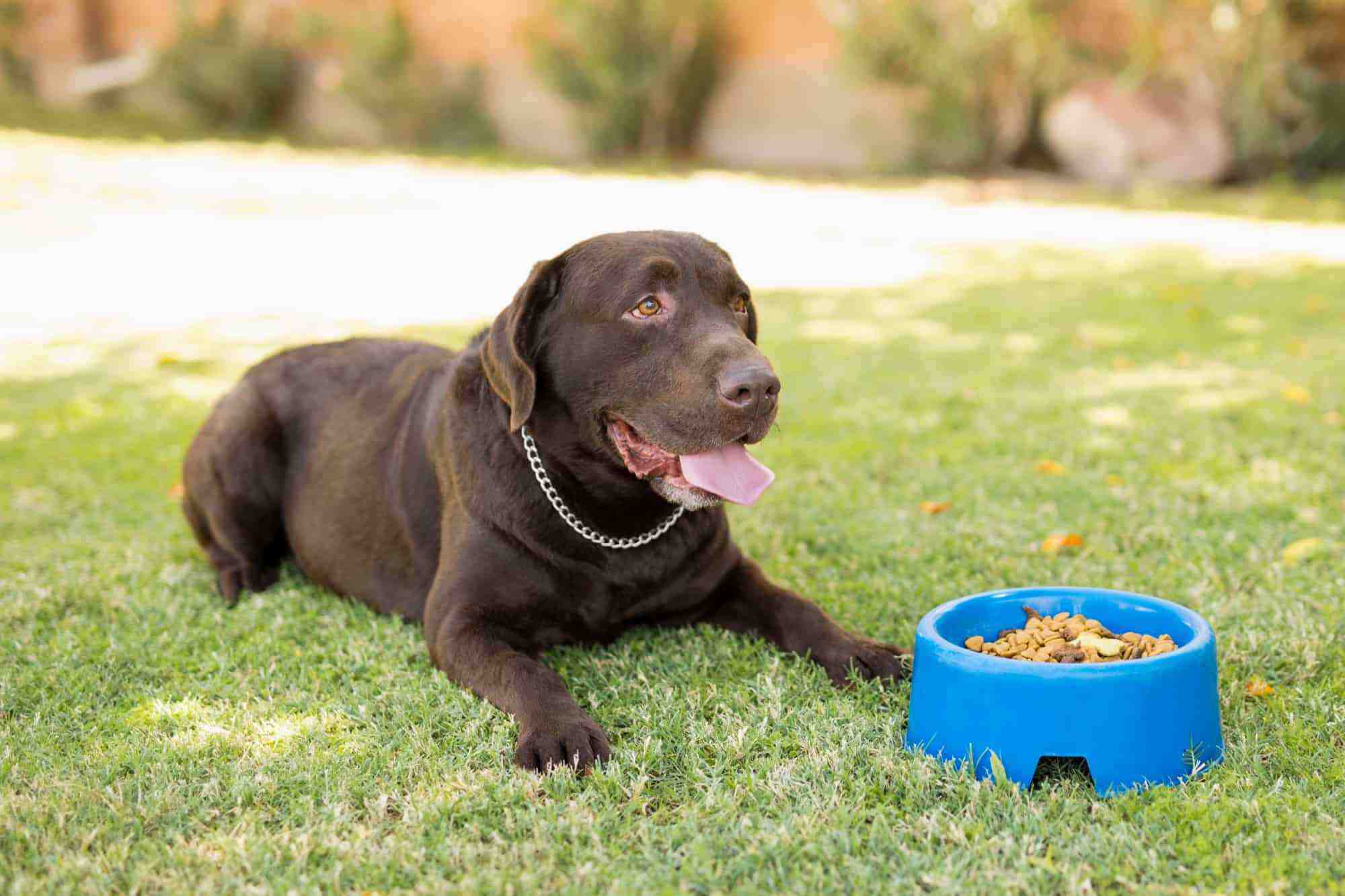 How Much to Feed a Labrador (Feeding Chart & Guide)