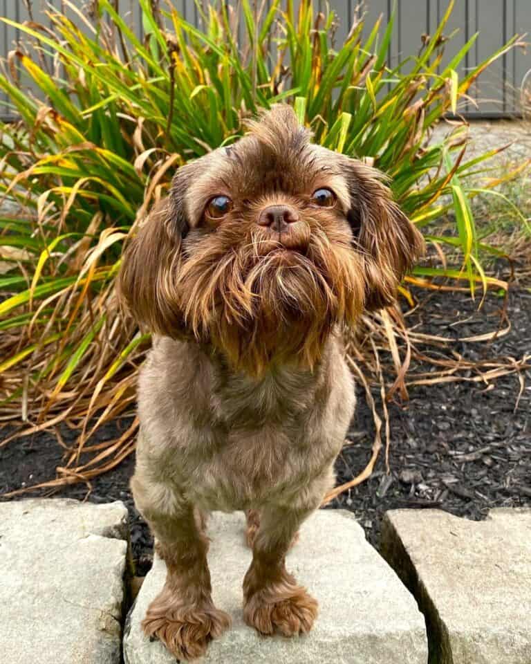 Toxicity Symptoms In Shih Tzus From Chocolate photo