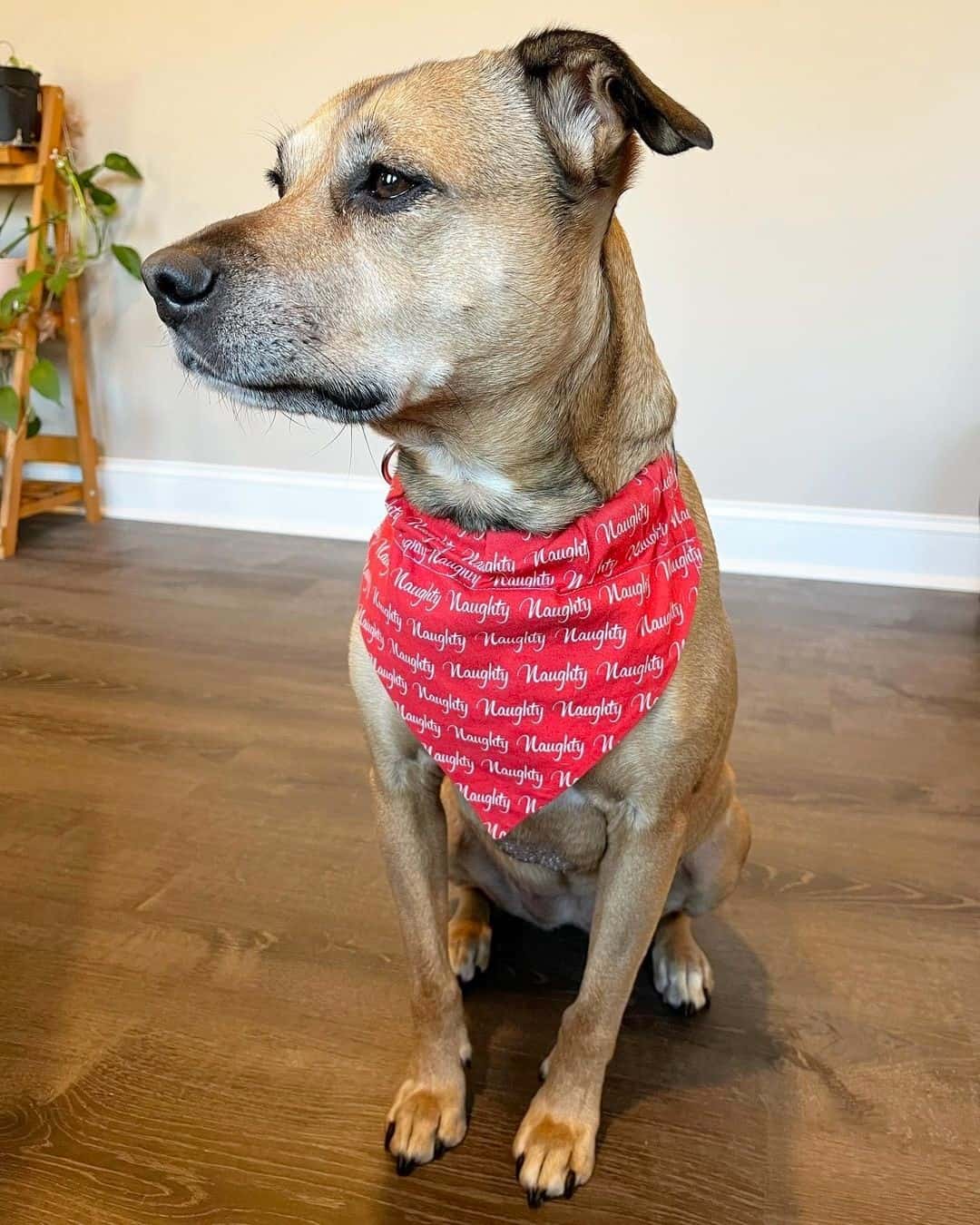 Cocker Spaniel Pitbull Mix (Cocker Pit) Info, Pictures & Facts