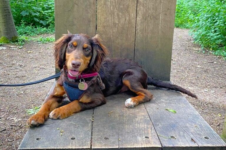 Cocker Spaniel Dachshund Mix (Docker Dog) Facts & Pictures