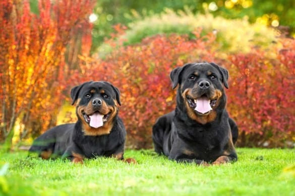 3 Different Types of Rottweilers (With Pictures & Facts)