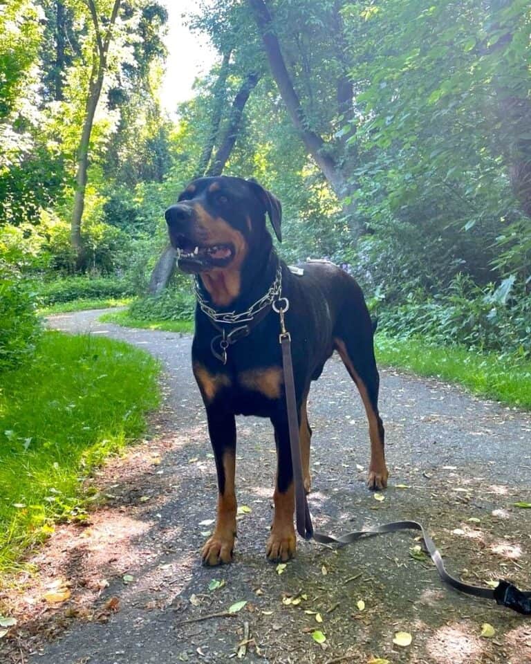 Doberman Rottweiler Mix (Rotterman) Info, Pictures & Facts