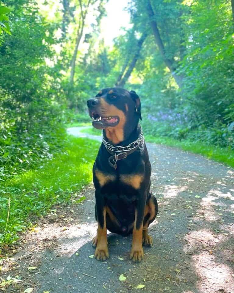 Doberman Rottweiler Mix (Rotterman) Info, Pictures & Facts