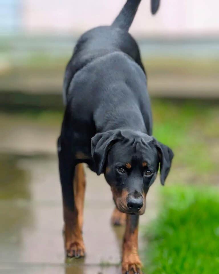 Doberman Rottweiler Mix (Rotterman) Info, Pictures & Facts