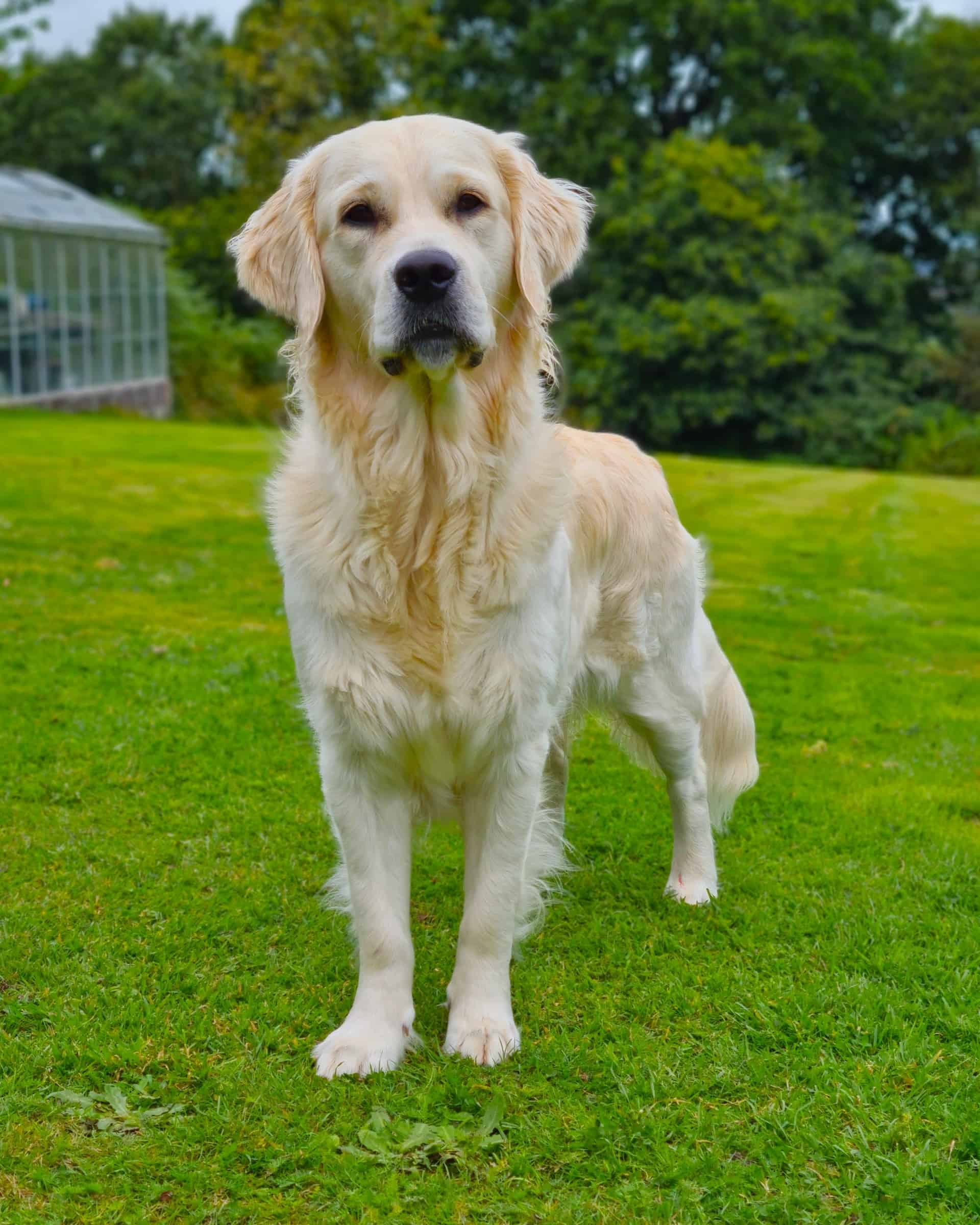 9 Different Types of Golden Retrievers (With Pictures)