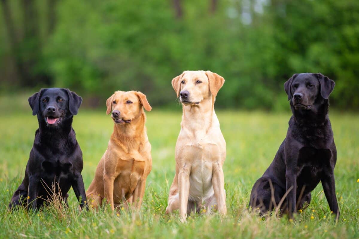 labrador-retriever-growth-chart-size-weight-chart-happy-dog-breeds