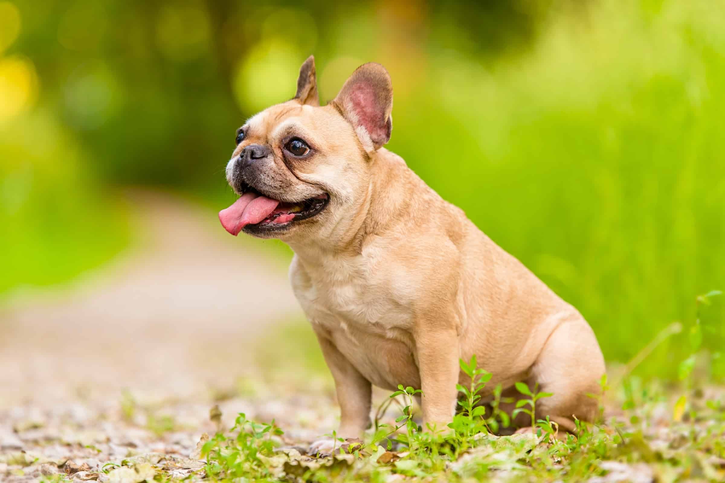 French Bulldog Growth Chart (Size & Weight Chart)