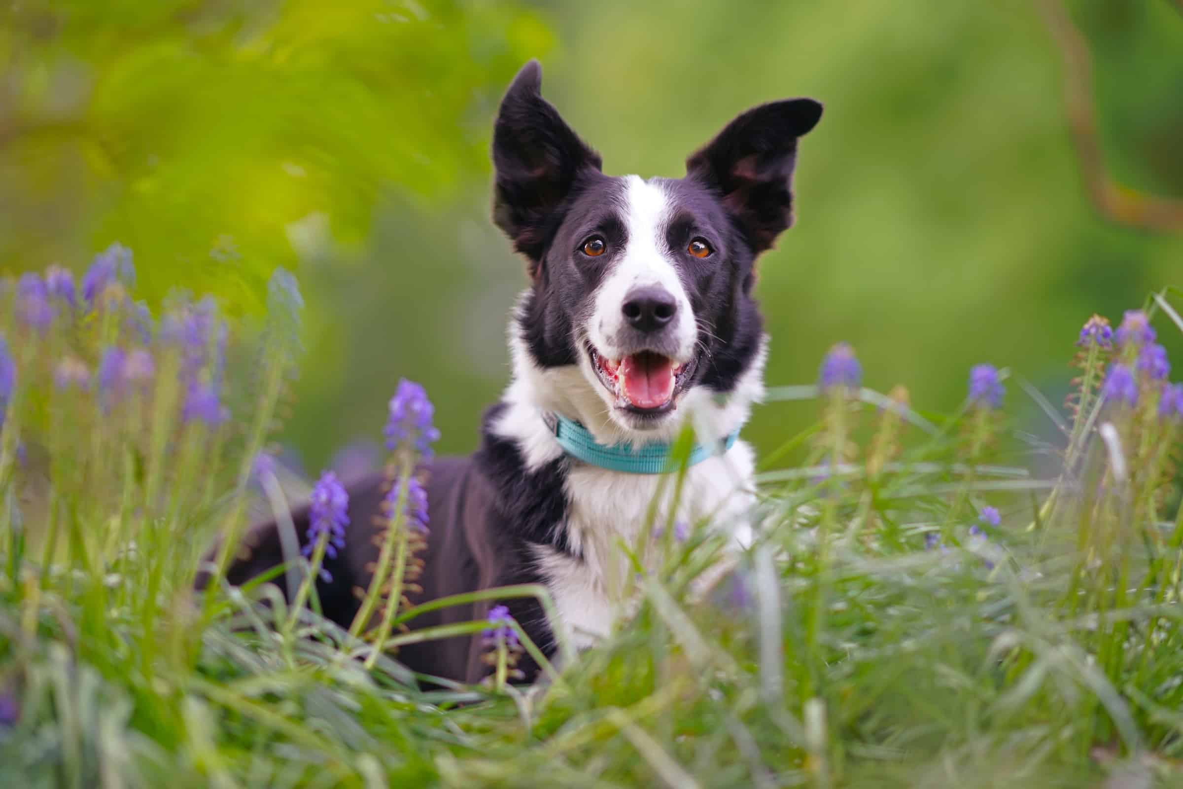 Border Collie Growth & Weight Chart Guide)