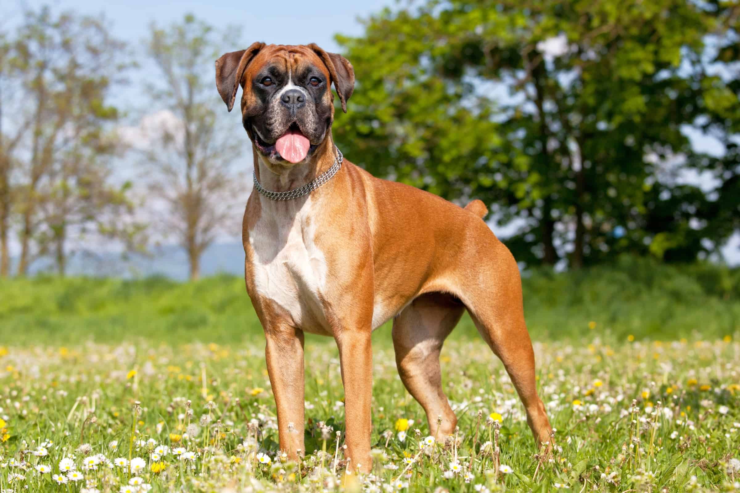 Boxer Dog Growth & Weight Chart Guide)