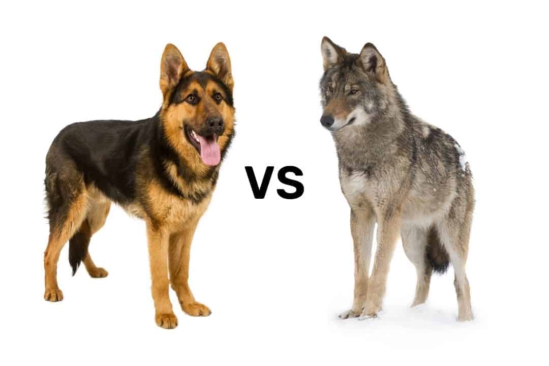 German Shepherd vs. Wolf: 13+ Key Differences & Similarities