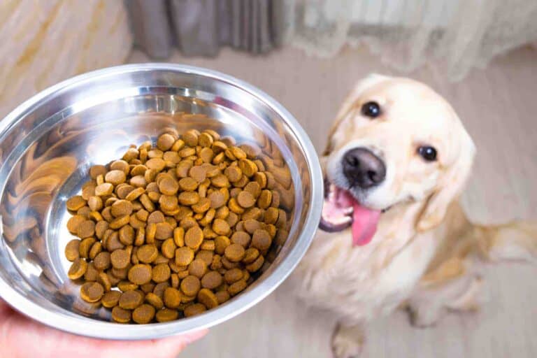 How Much to Feed a Golden Retriever (Feeding Chart & Guide)