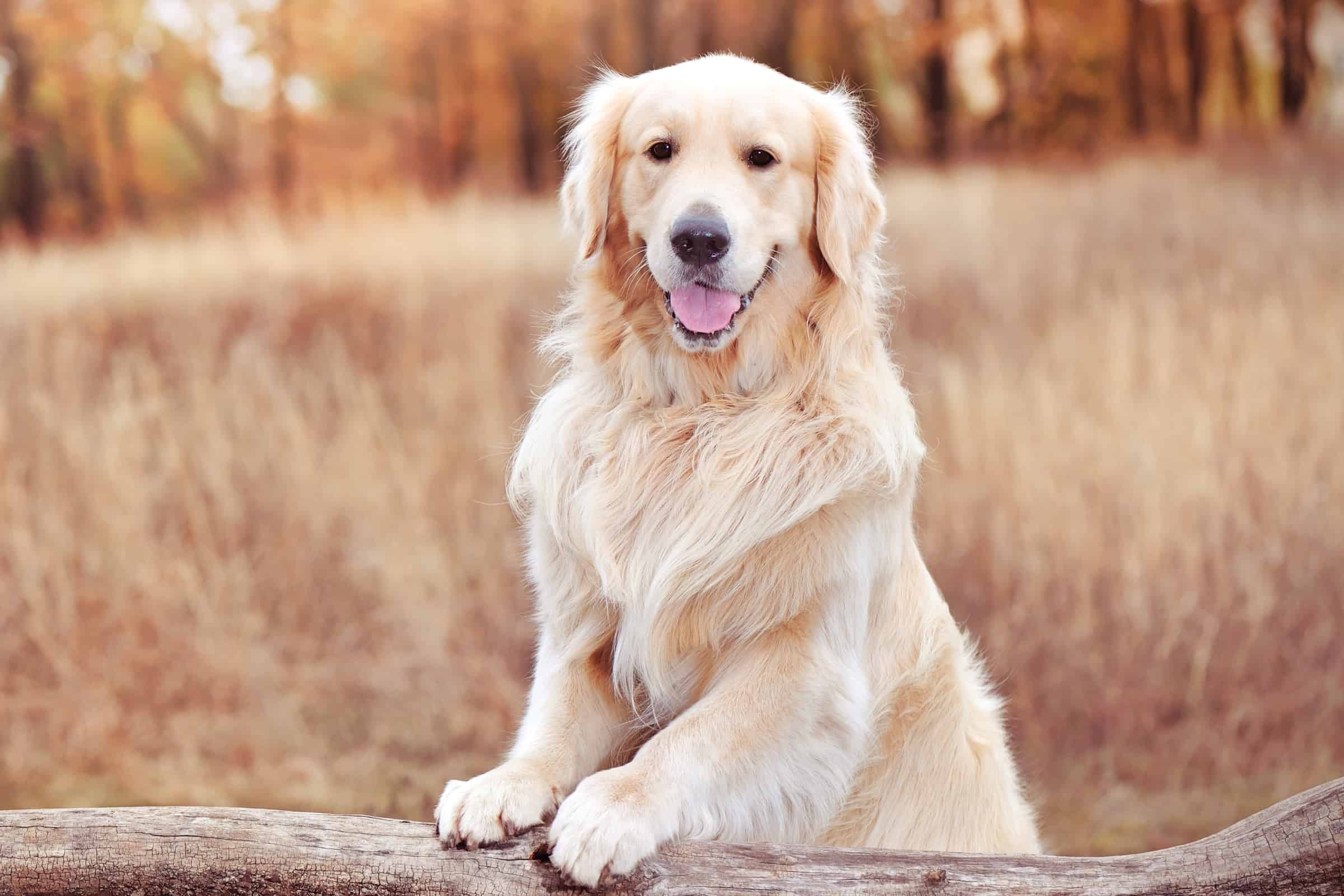 9 Different Types of Golden Retrievers (With Pictures)