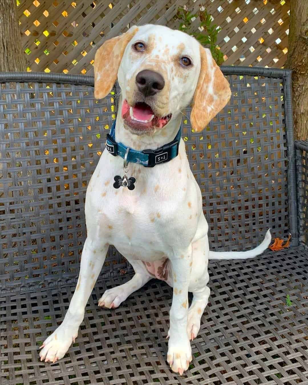 Lemon Dalmatian Facts, Appearance, & Pictures