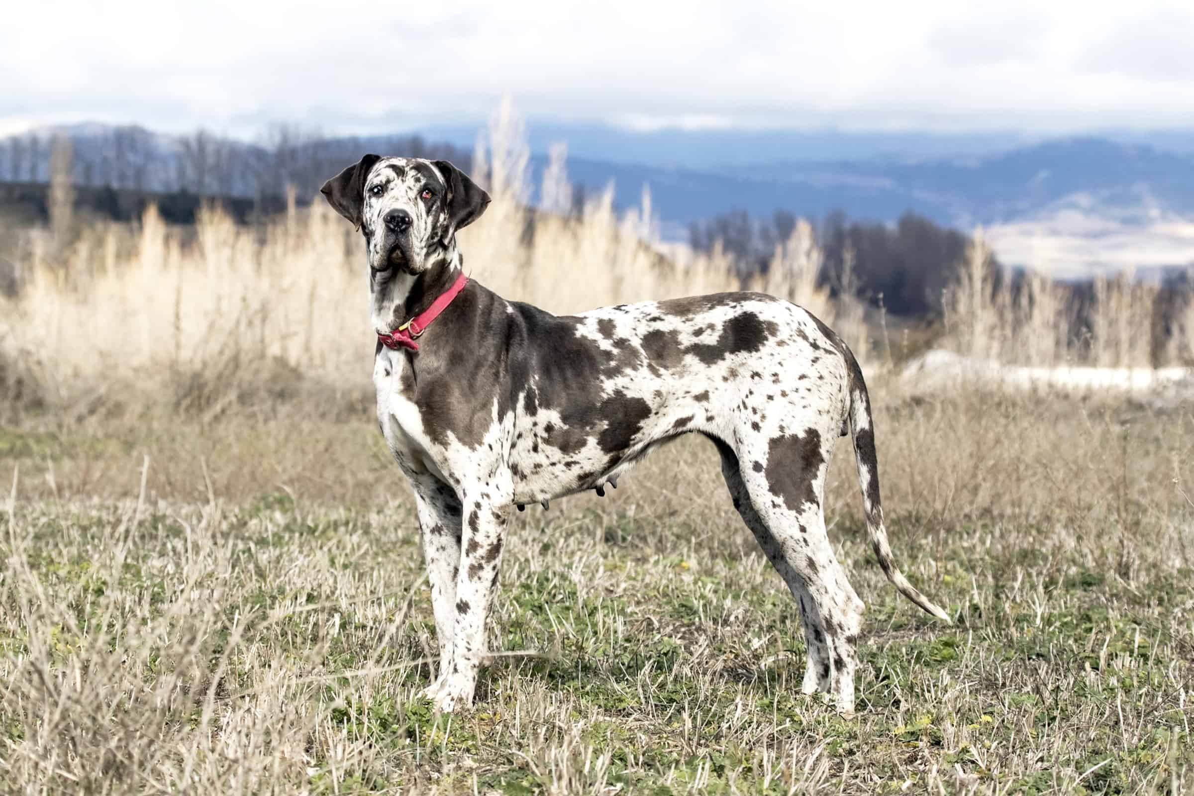 Harlequin Great Dane: Facts, Appearance, Genetics & Pictures