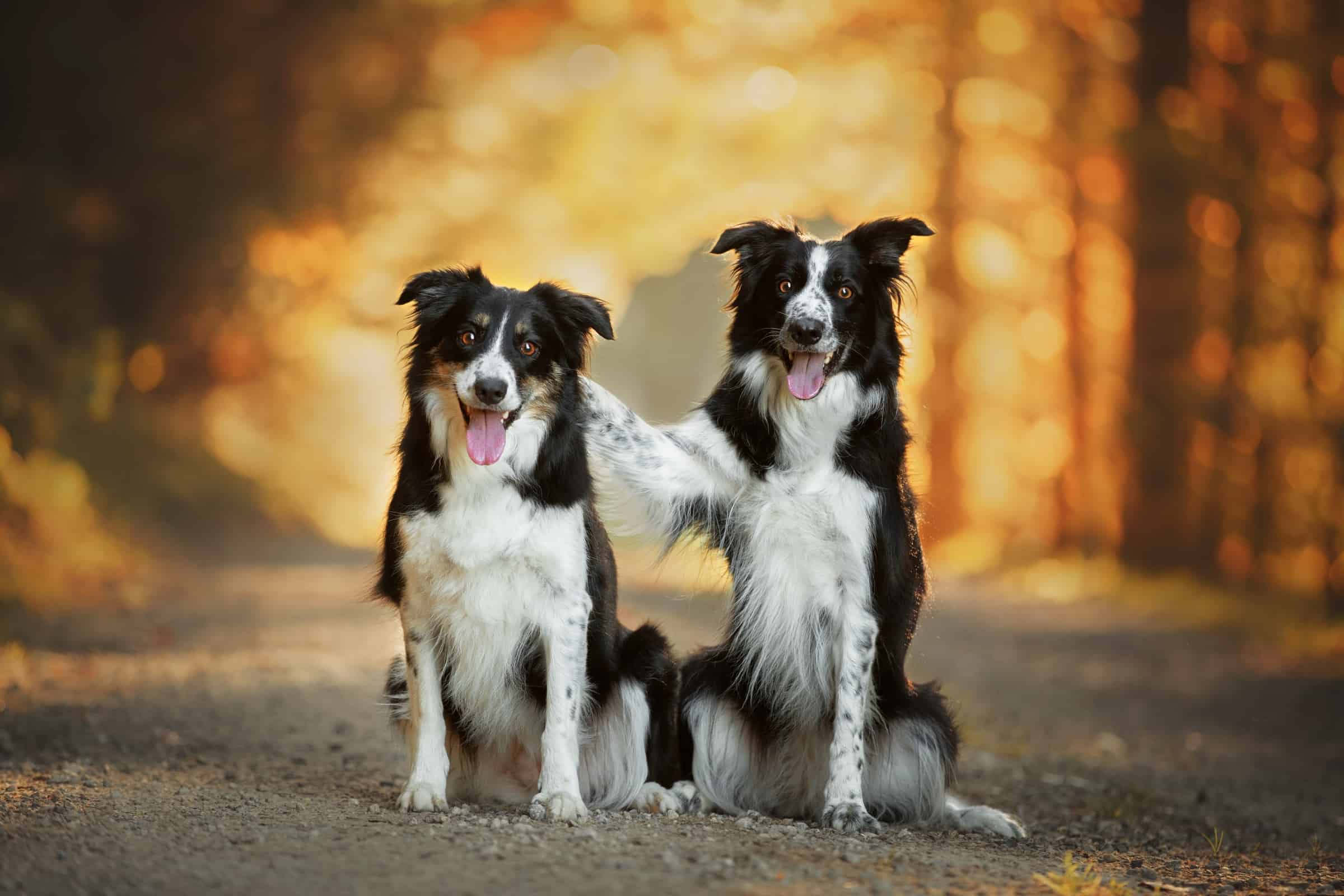 Male vs. Female Border Collie Which Is Better?