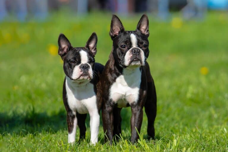 Male vs. Female Boston Terrier Which Is Better?