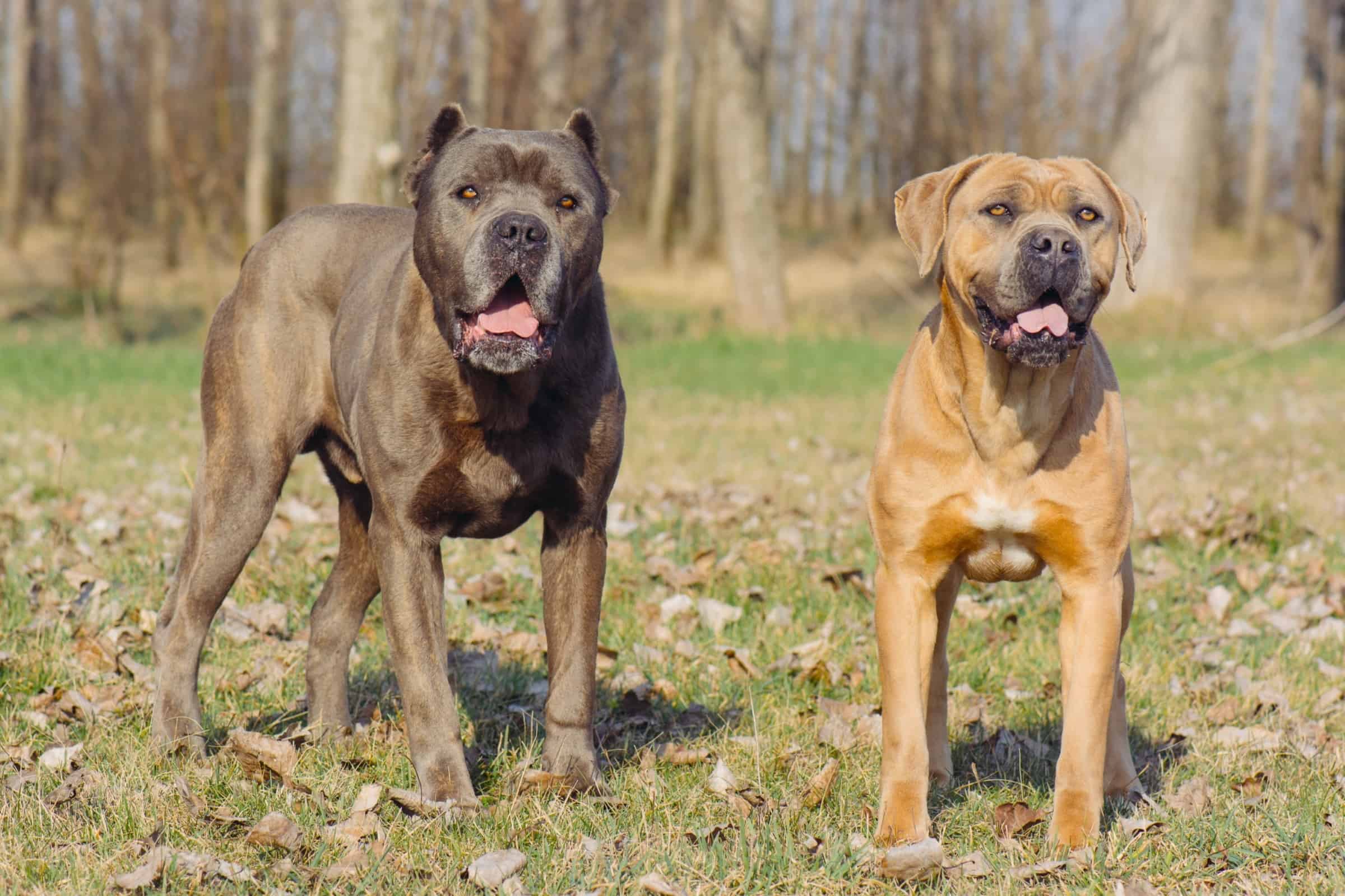 Cane Corso Vs. Human:  A Battle Of Wills (And Cuddles). - kb1fx04