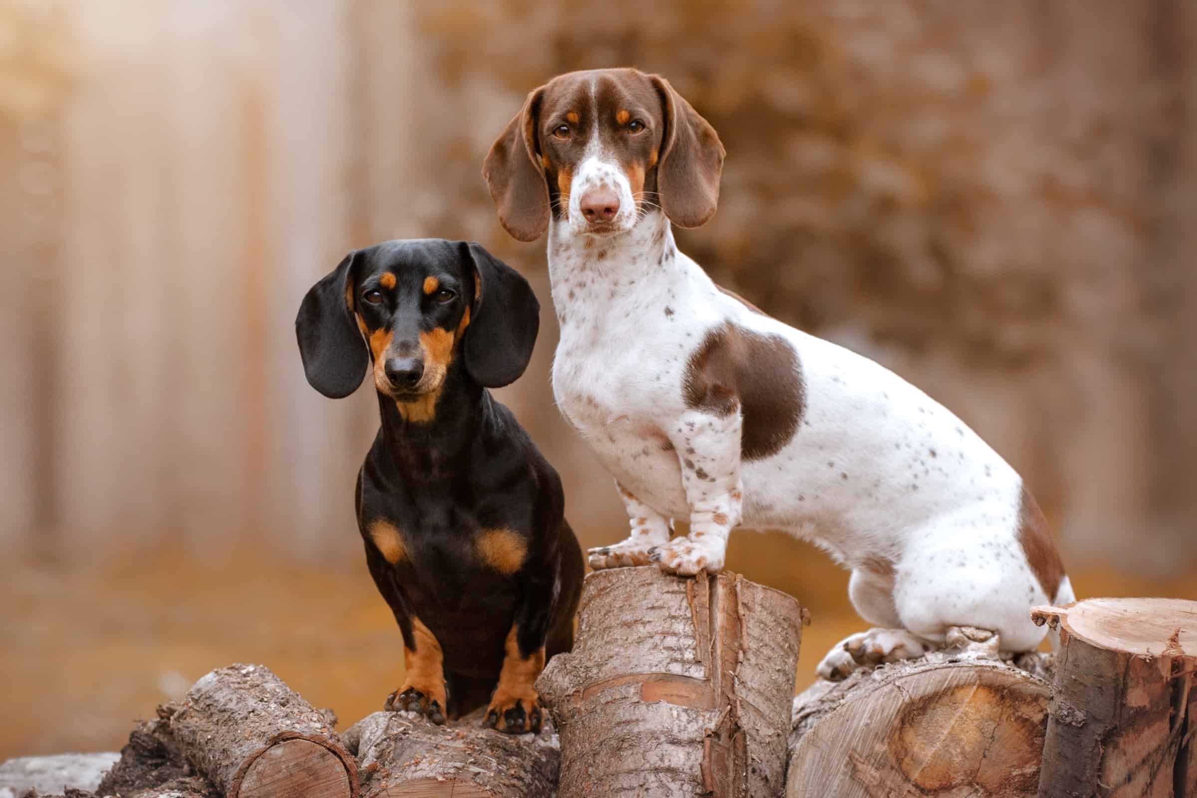 Male vs. Female Dachshund Which Is Better?