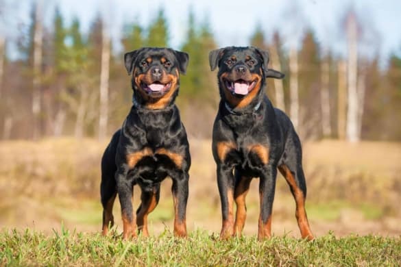 Male vs. Female Rottweiler: Which Is Better?