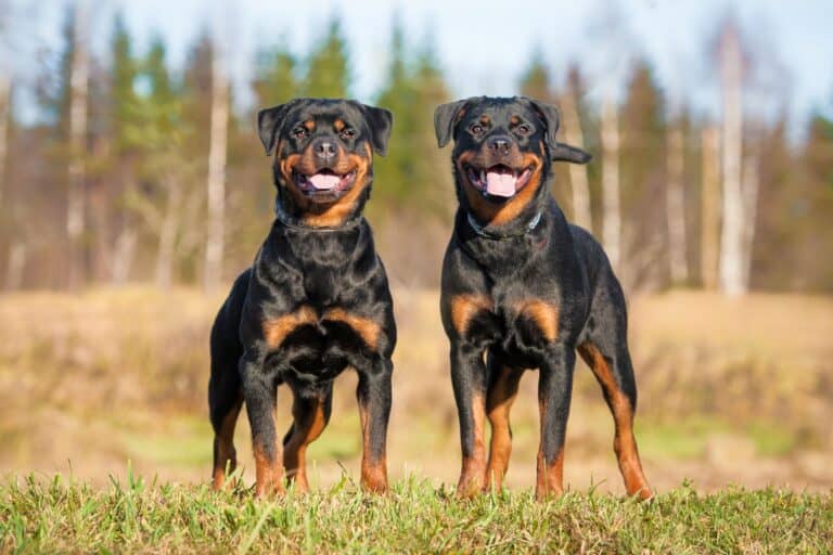 Female Rottweilers Male vs. Female Rottweiler: Which Is Better?