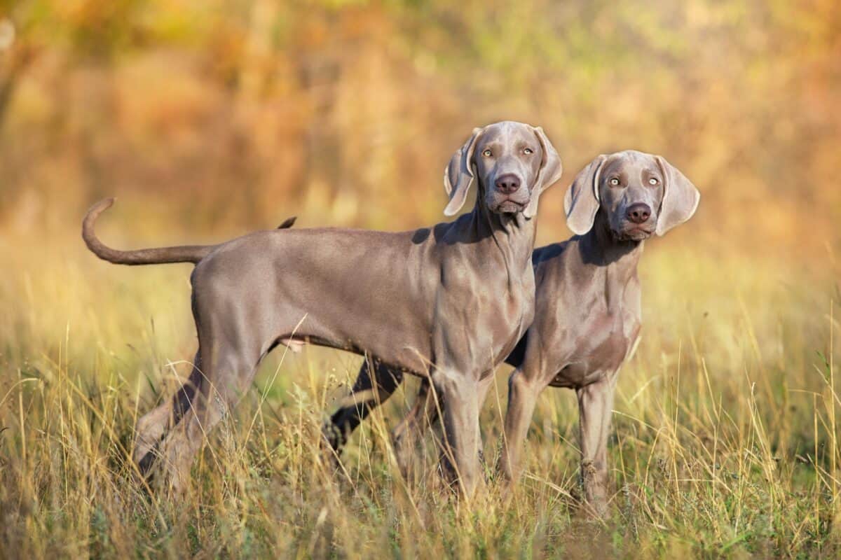 Male Vs Female Weimaraner Which Is Better 