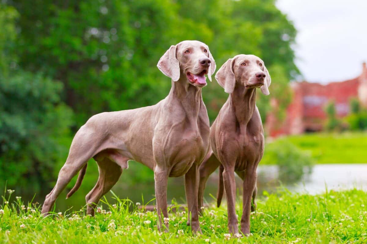 Male Vs Female Weimaraner Which Is Better 