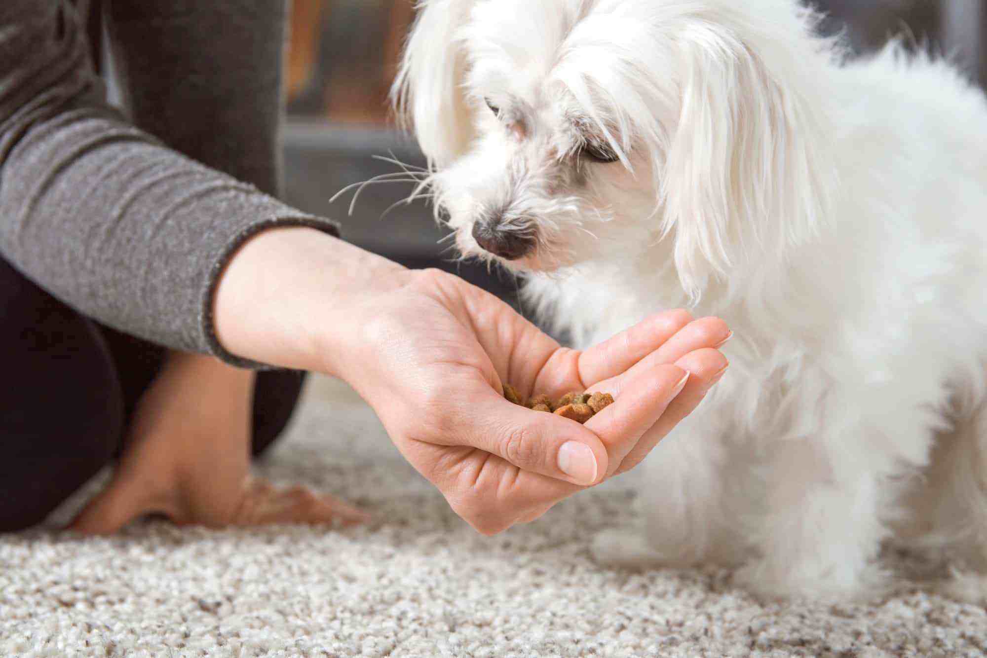 How Much to Feed a Maltese (Feeding Chart & Guide)