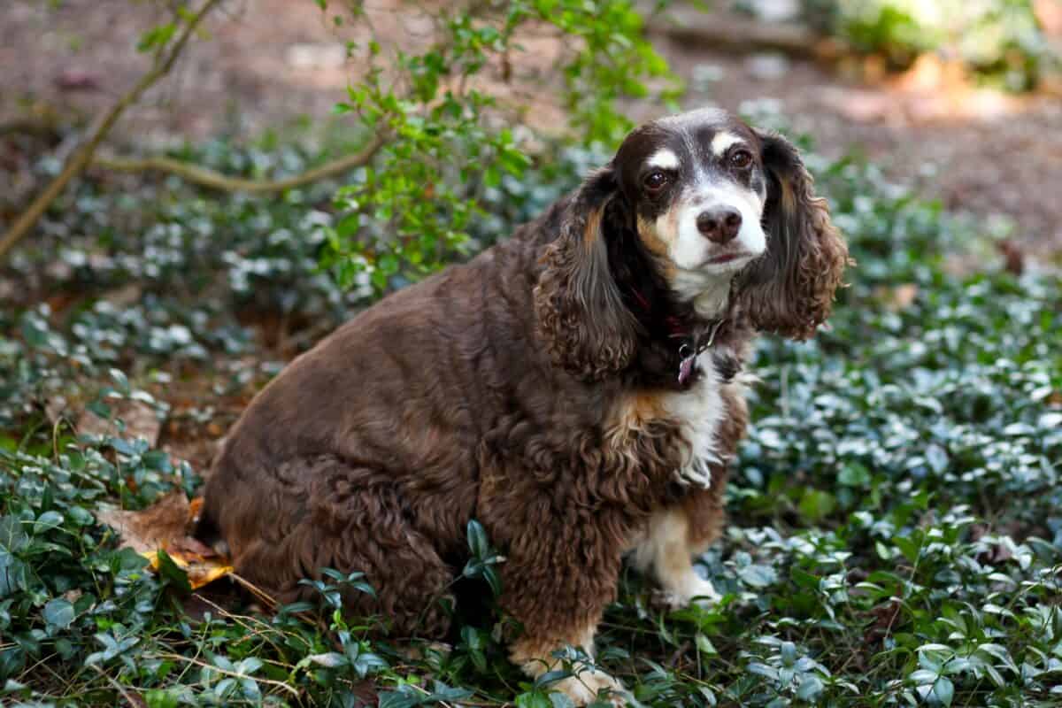 Mini Cocker Spaniel: Breed Info, Size, Pictures, Traits & Facts