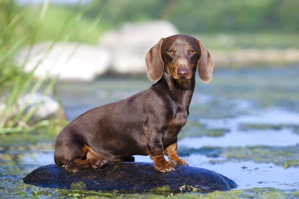 Mini Dachshund: Breed Info, Pictures, Traits & Care Guide