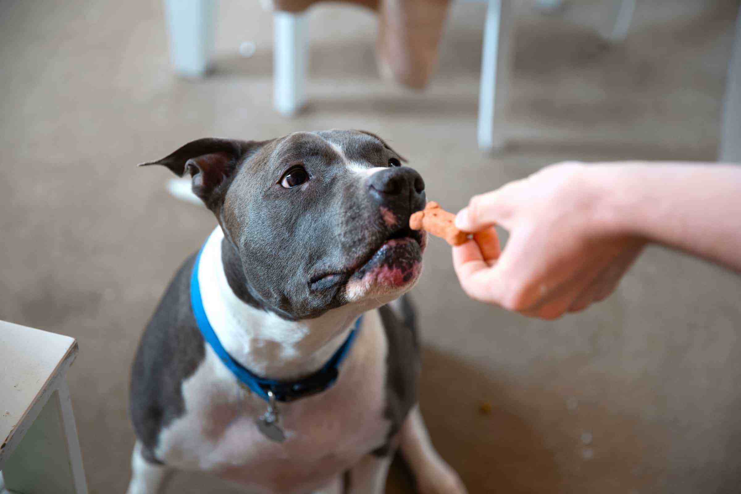 How Much to Feed a Pitbull (Puppy Feeding Chart & Guide)