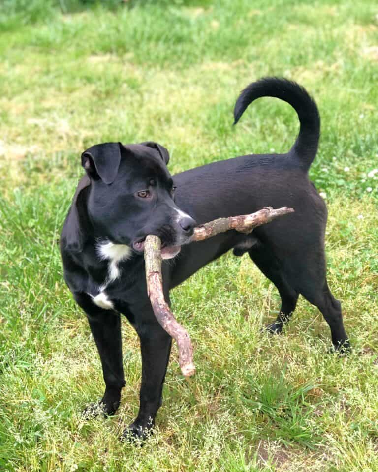 3 Different Types of Rottweilers (With Pictures & Facts)