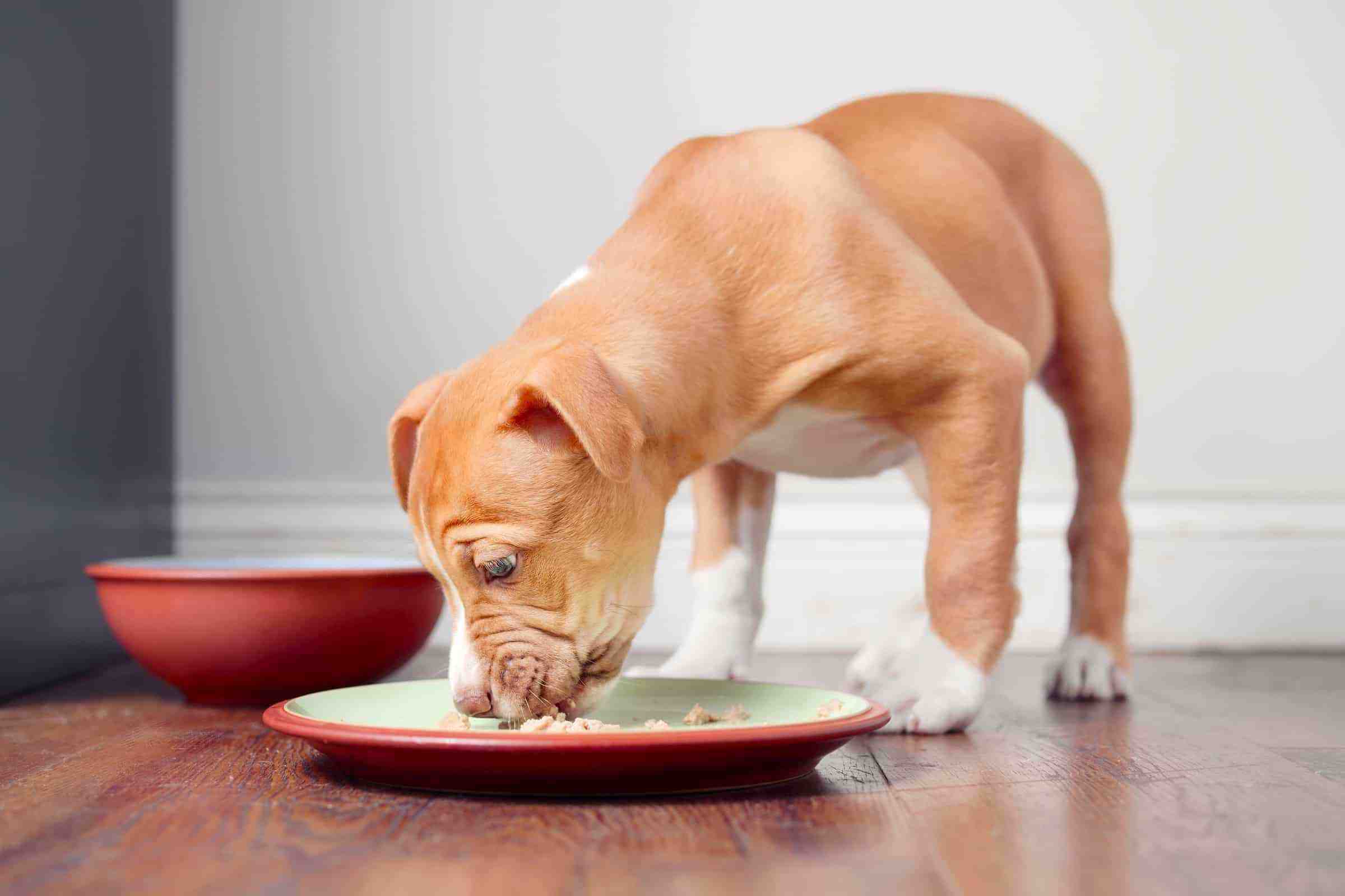 How Much to Feed a Pitbull (Puppy Feeding Chart & Guide)