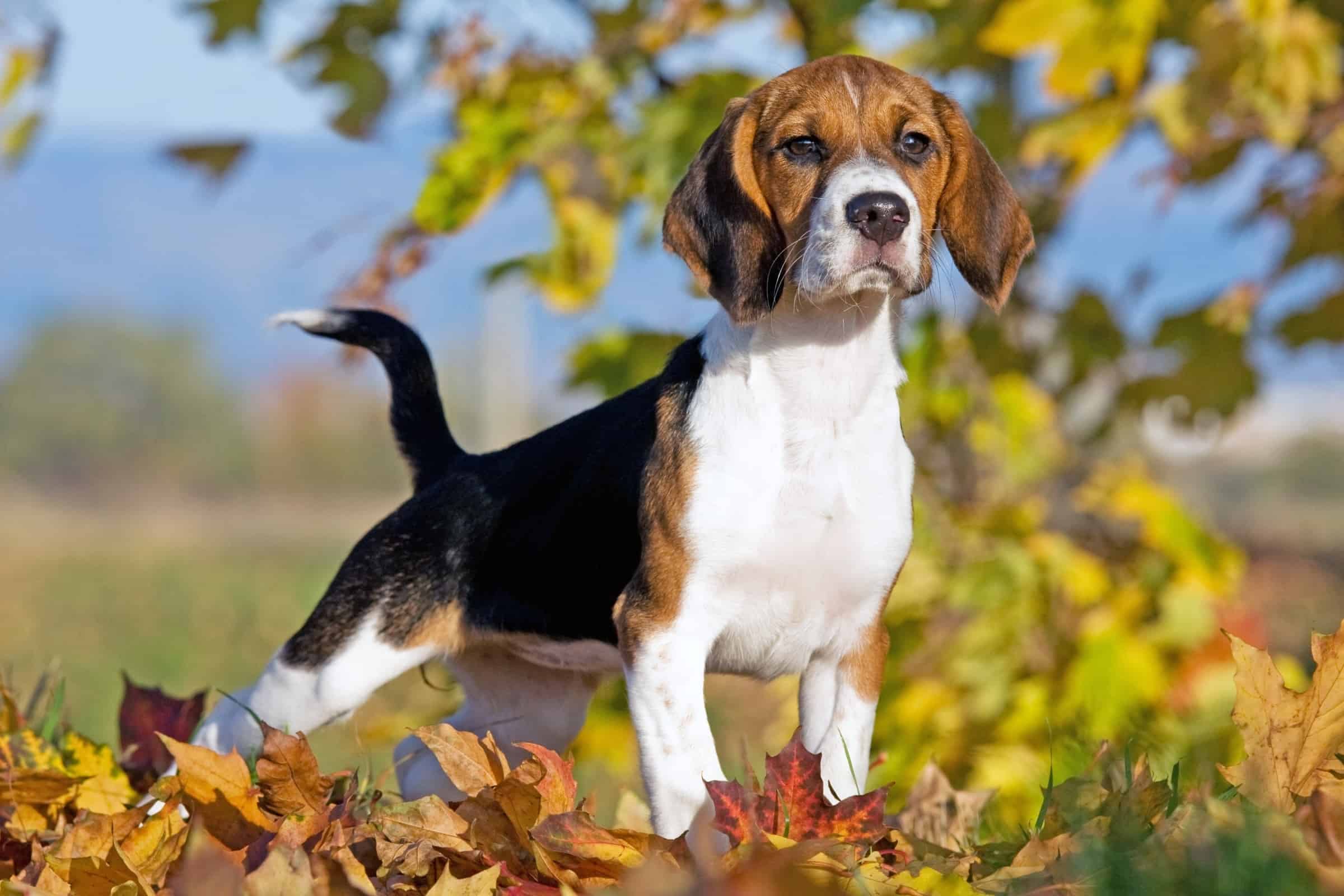 Pocket Beagle Breed Info, Facts & Care Guide (With Pictures)