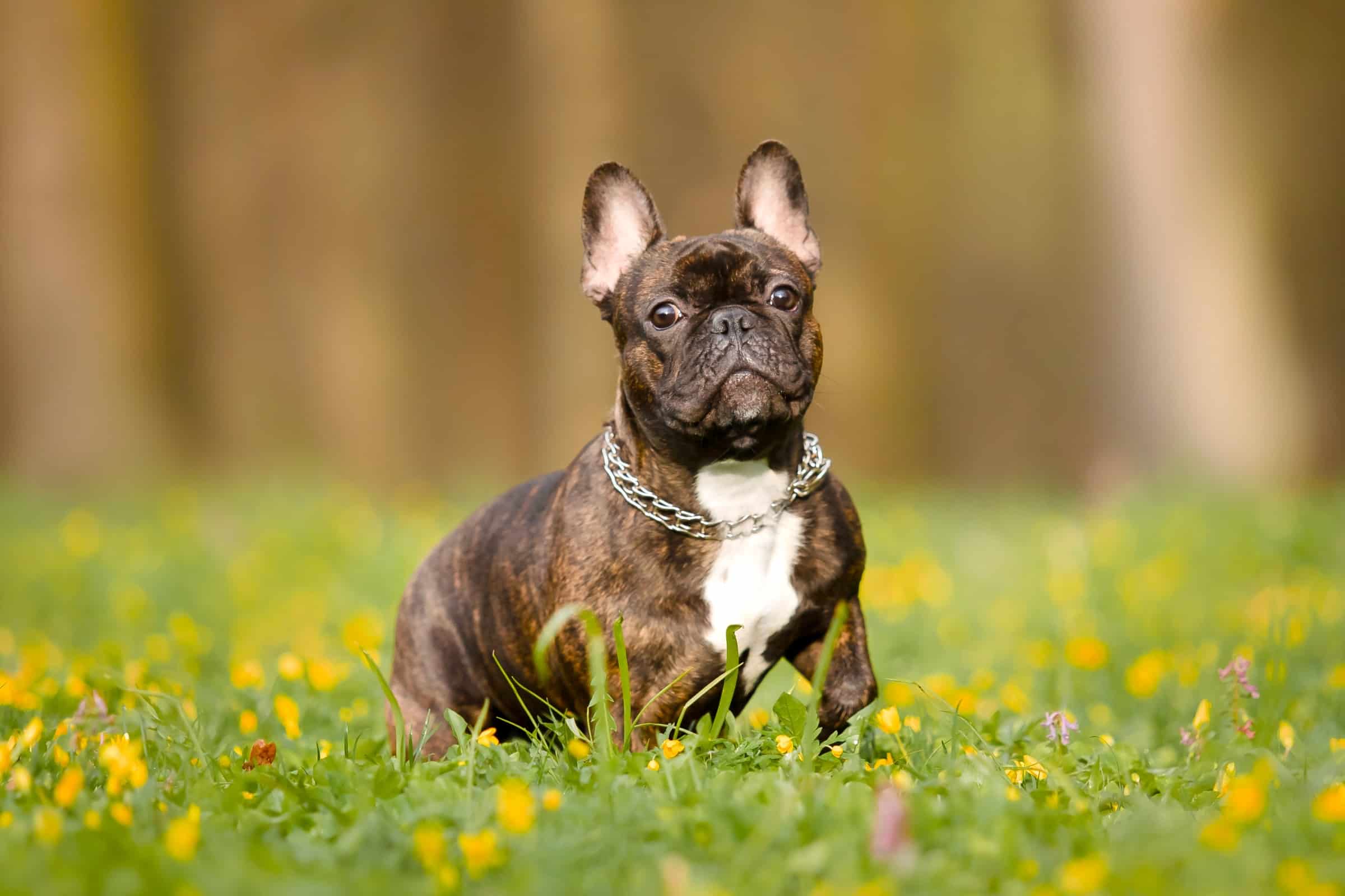 French Bulldog Growth Chart (Size & Weight Chart)