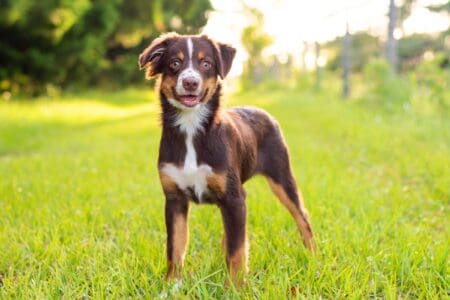 Red Tri Color Horizontal Red Tri Australian Shepherd: Facts, Genetics, Traits & Pictures