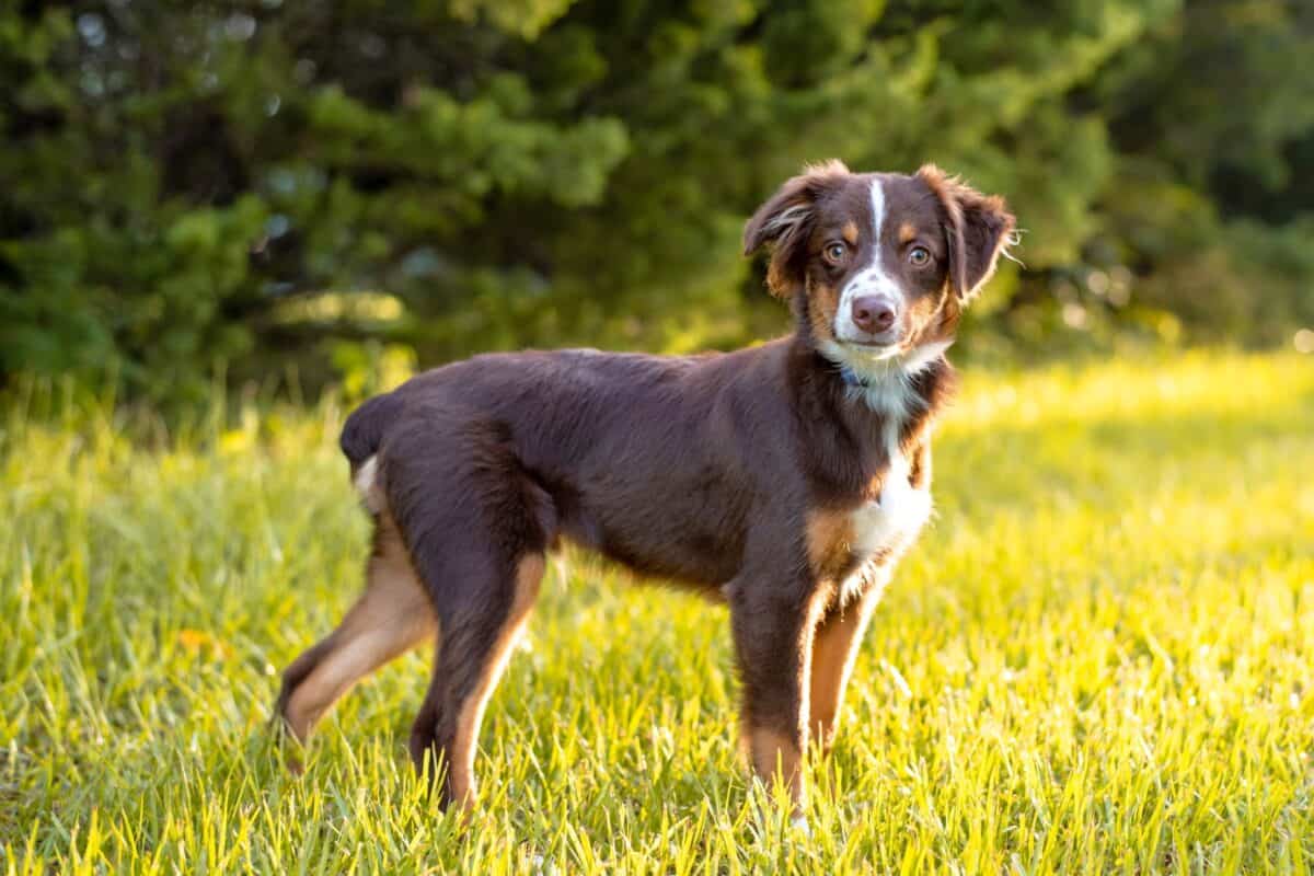 https://happydogbreeds.com/wp-content/uploads/2023/04/Red-tri-Australian-Shepherd-puppy-walking-on-the-grass-1200x800.jpg