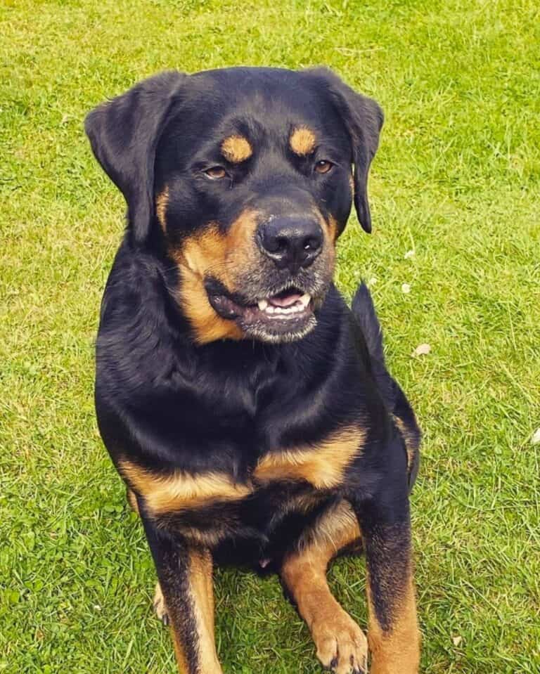 Roman Rottweiler: Breed Info, History, Breeders & Pictures