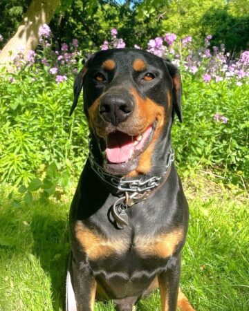 Doberman Rottweiler Mix (Rotterman): Info, Pictures & Facts
