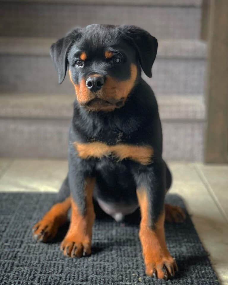 Serbian Line Rottweiler Serbian Rottweiler: Breed Info, History, Breeders & Pictures